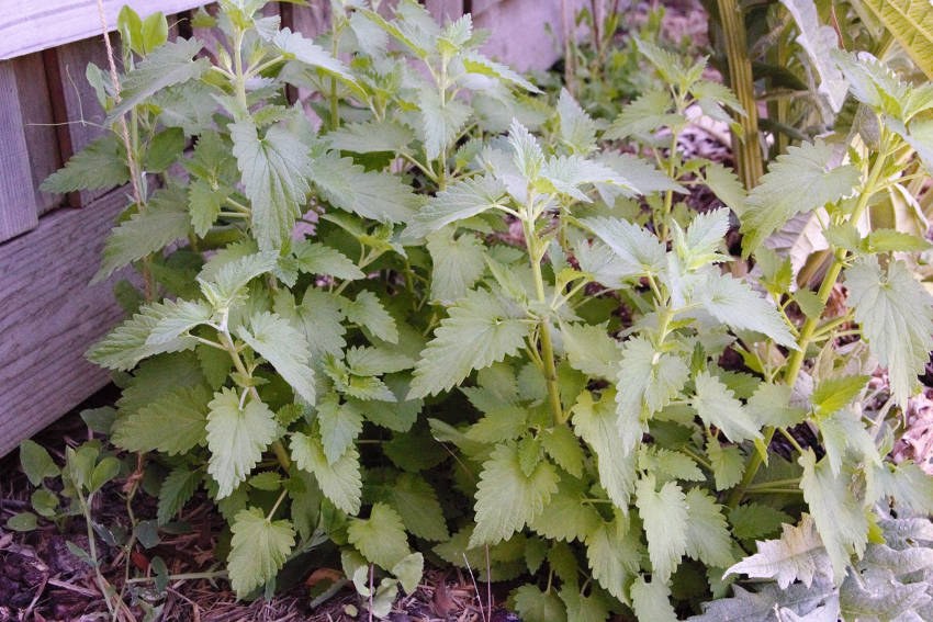 Catnip Plant